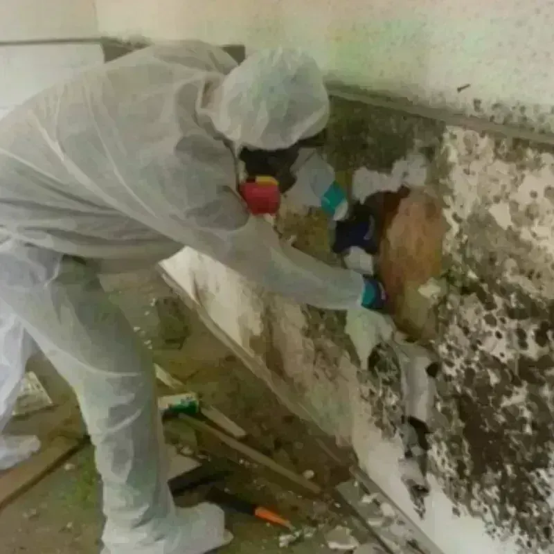 Mold Remediation and Removal in Joshua Tree, CA